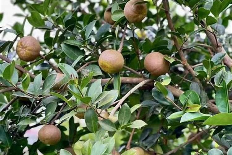 芹菜可以喷四霉素壬菌铜吗？
