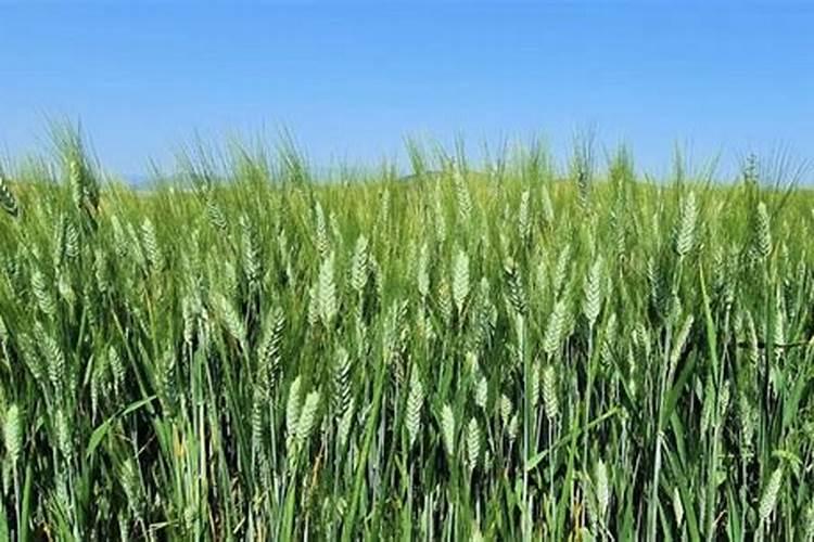 黄瓜什么时候用高钾肥料 怎么施肥提高产量