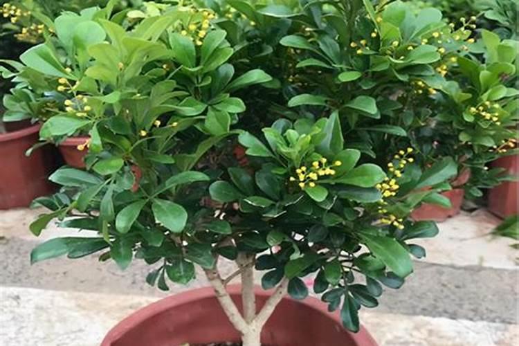 米兰花花期怎么施肥