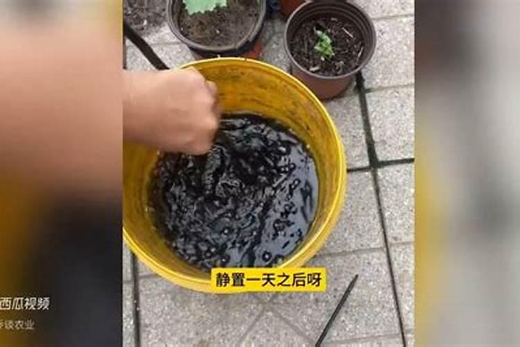 玉米使用什么叶面肥好