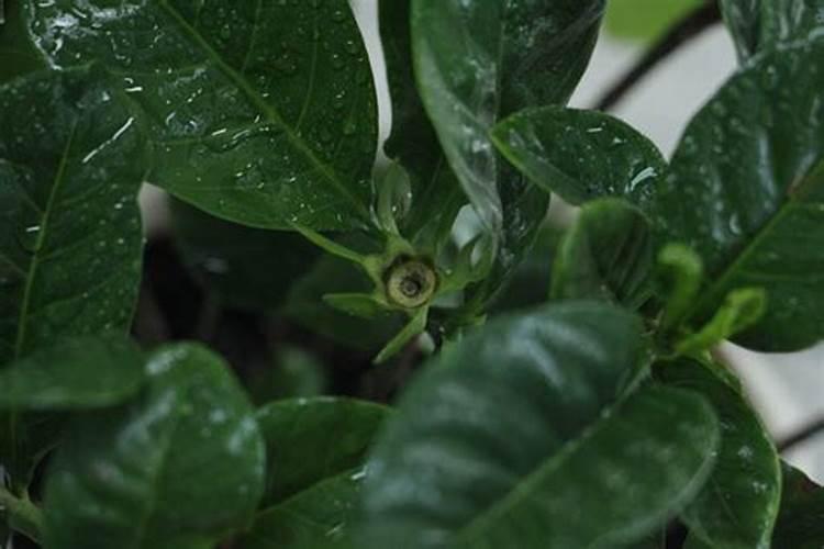 栀子花七八月份还会开花吗