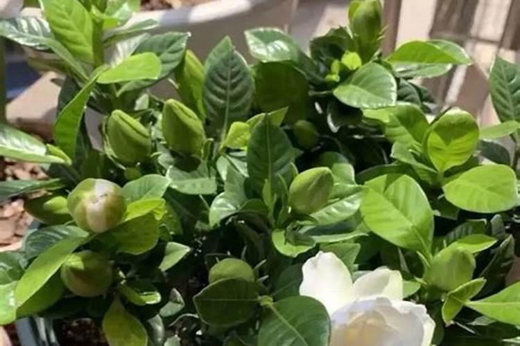 栀子花什么时候施肥