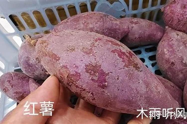 红薯麦芽糖制造方法