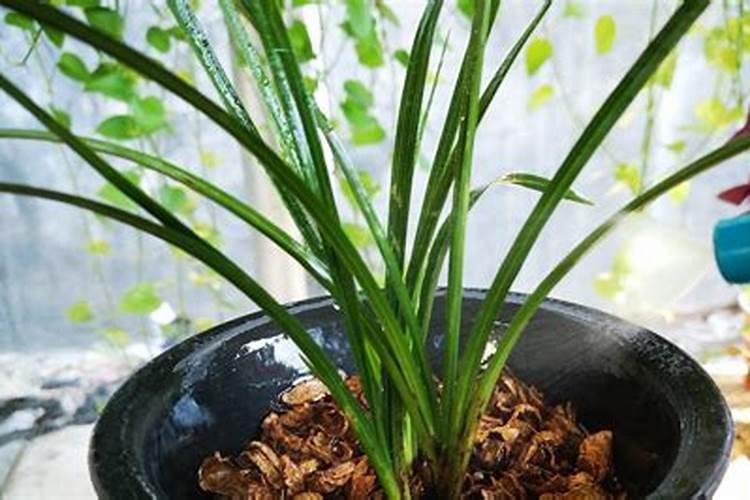 茶花施什么肥最好
