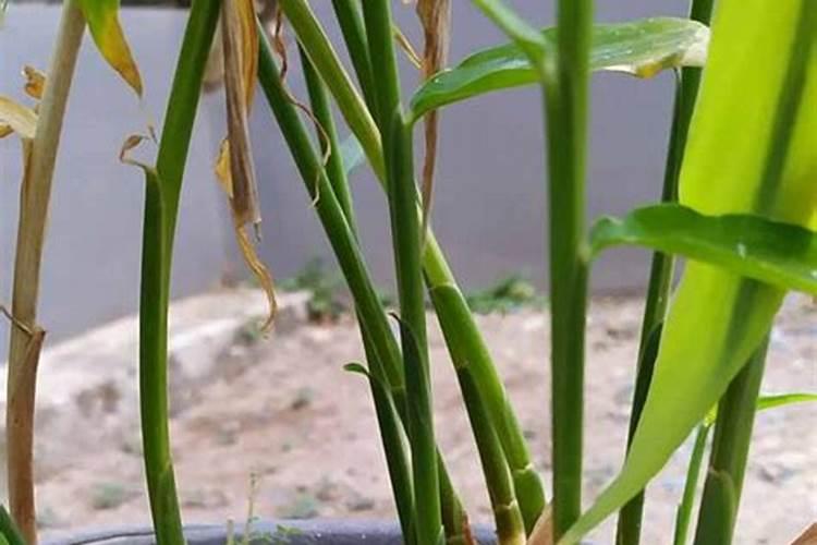 生姜追肥用什么肥料好
