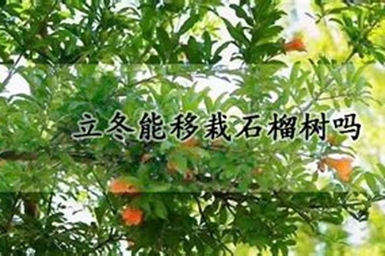 新栽的石榴树冬天要如何养护 新栽的石榴树冬天怎么养护