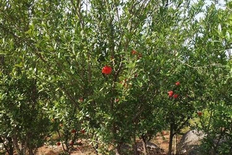 石榴树怎么过冬