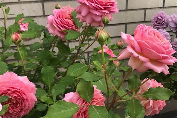 尿素可以浇月季花吗