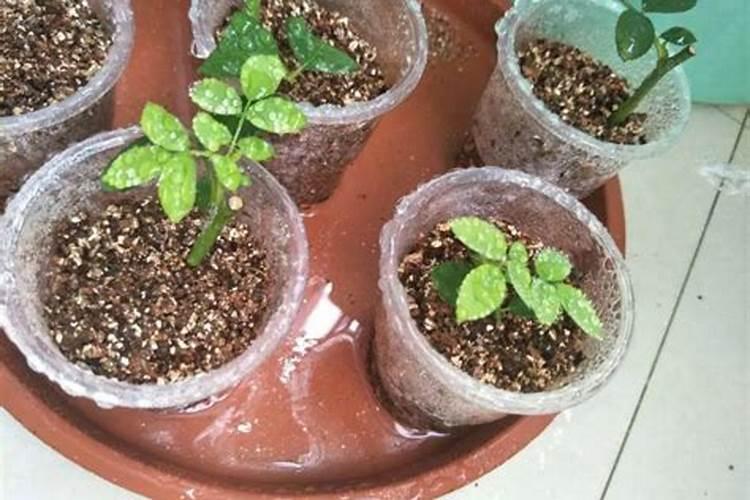 刚扦插成活的葡萄,施什么肥料最好？