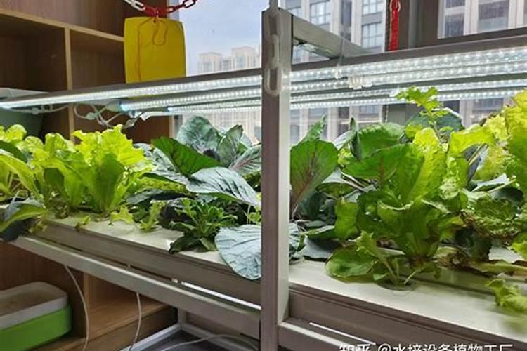 水培蔬菜用什么肥料？