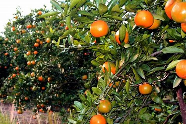 蜜桔的养殖方法和种植技巧