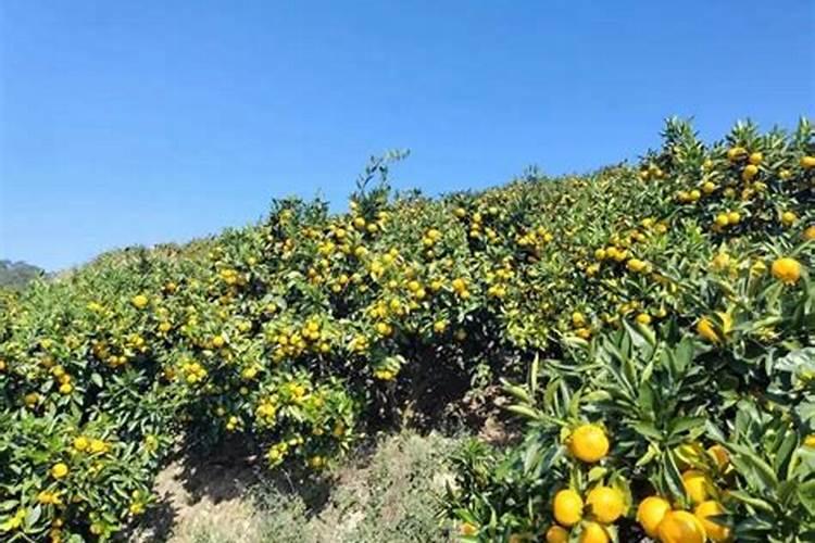 蜜释迦怎么种植？是直接把籽种在盆栽上吗？