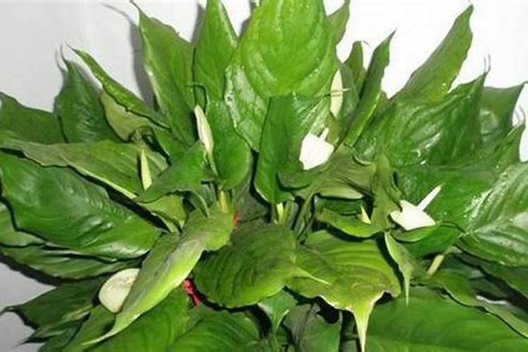 辣椒开花结果期用什么肥料