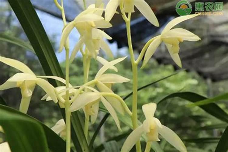 兰花用什么肥可以多开花,自制兰花肥料方法