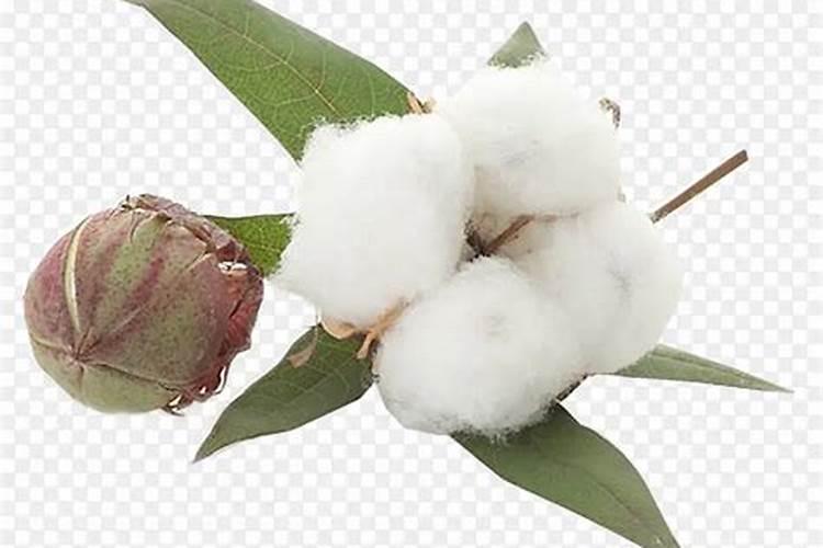 棉花茎枯病的发病症状是什么？如何防治棉花茎枯病？
