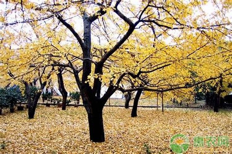 小苏打可以浇杜鹃花吗
