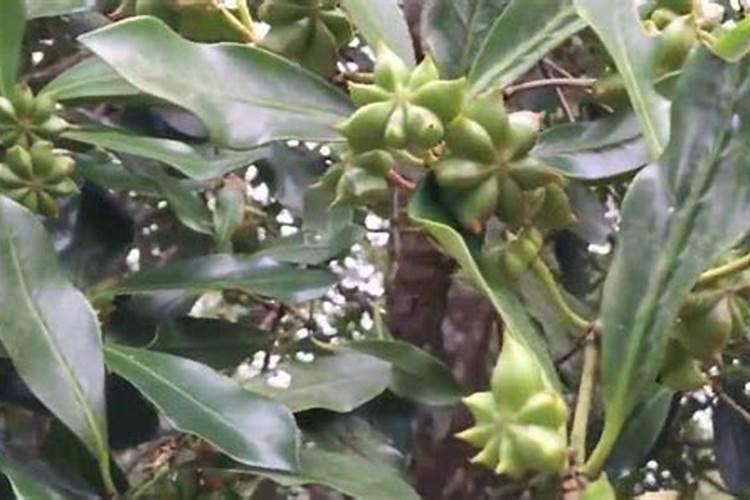 玉米三个叶打芸苔素效果怎么样