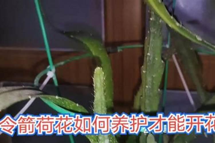 令箭荷花怎么施肥