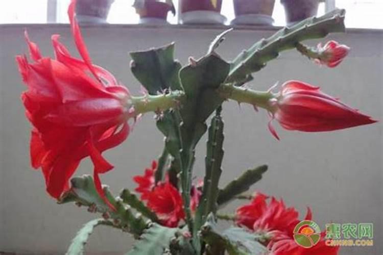 令箭荷花怎么养护叶片肥厚