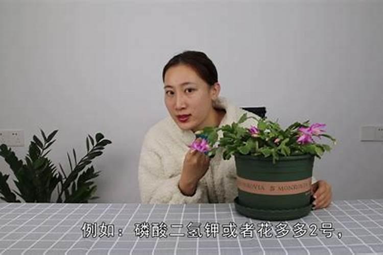 花卉叶面肥用什么好