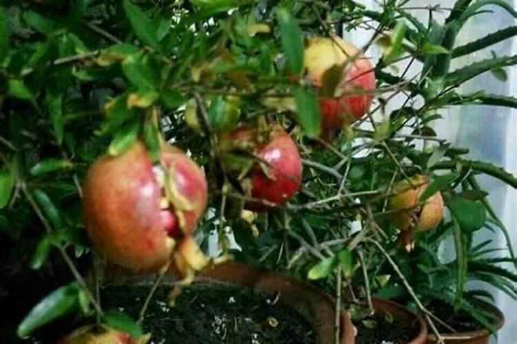 石榴树在开花结果时该怎样管理