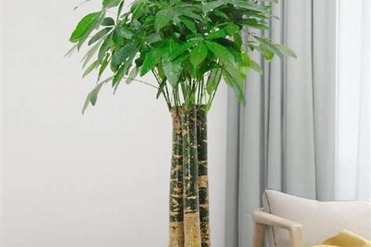 葡萄上怎么用芸苔素