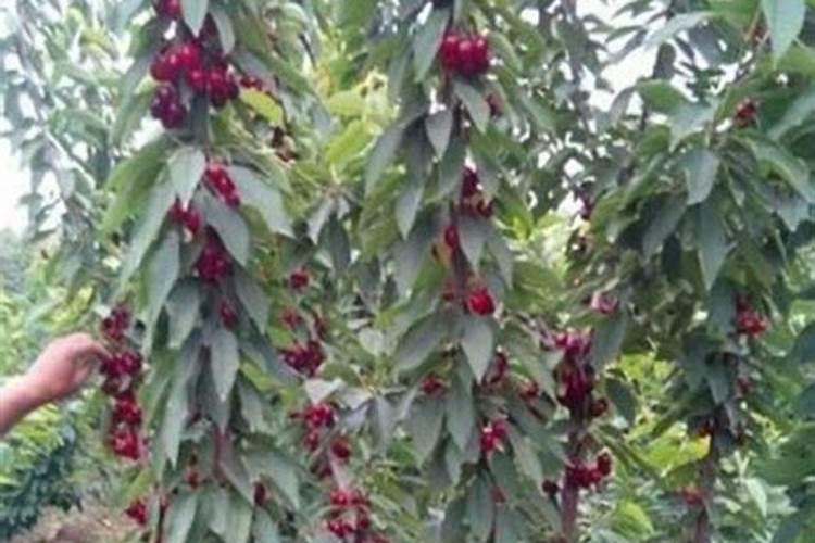 樱桃树什么季节施肥最好？？？施什么肥料？？