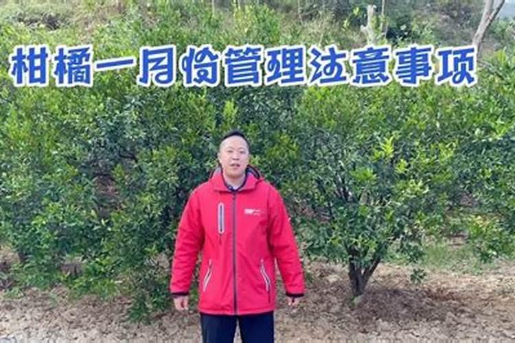柑橘全年施肥时间表