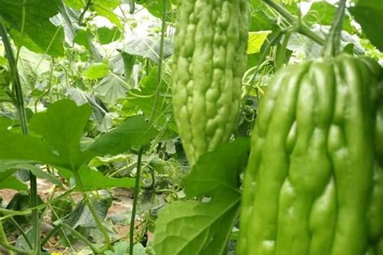 三角梅开花期间怎么施肥施什么肥