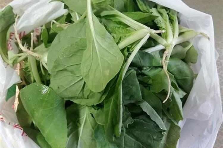 小青菜刚出苗几天怎么施肥