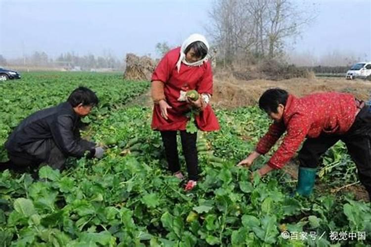 菜苗什么时候施肥合适