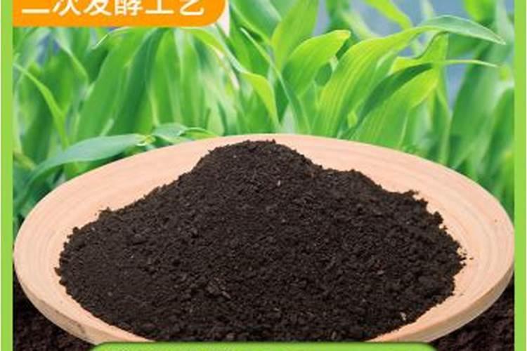 月季用什么肥料最好