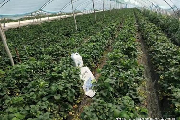 经常给新栽的桃树苗喷磷酸二氢钾,可行吗？