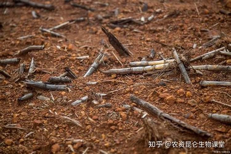 杨树施肥技术要怎样