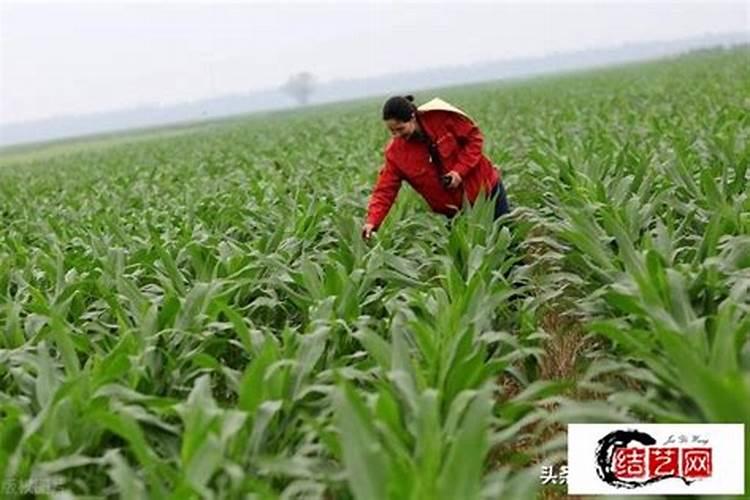 用什么肥好 富贵竹施肥方法