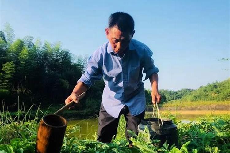 西瓜苗用什么肥料生根快 西瓜苗几月份开始育苗