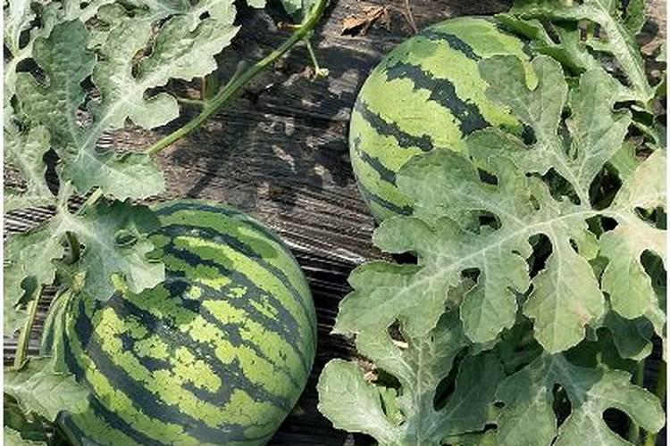 西葫芦什么时候种植？