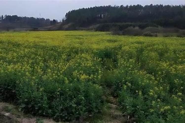油菜盛花期能喷叶面肥吗