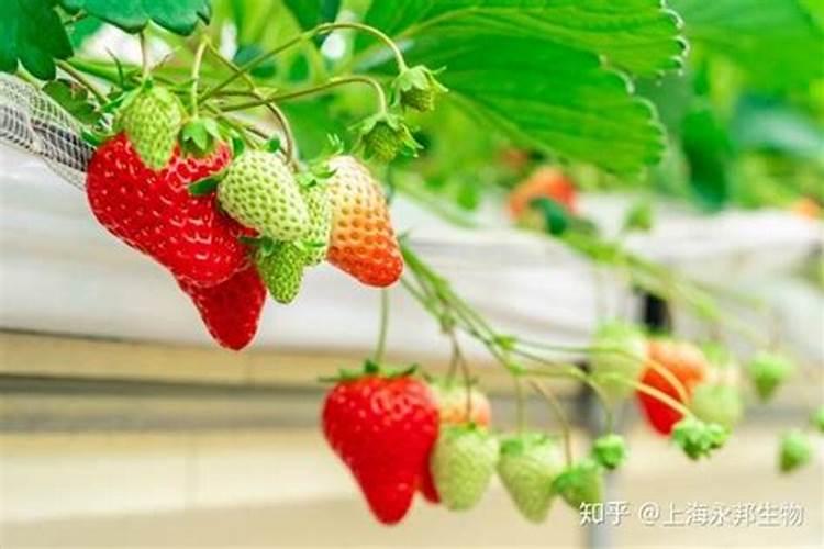 虎尾兰施什么肥