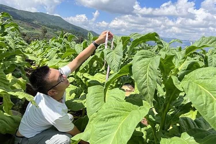 种水稻用什么肥料最好