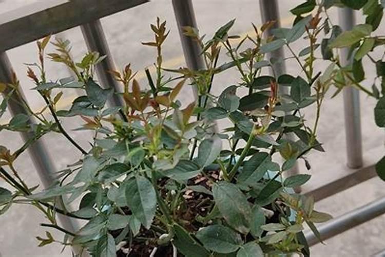 月季花摘芽后如何正确施肥