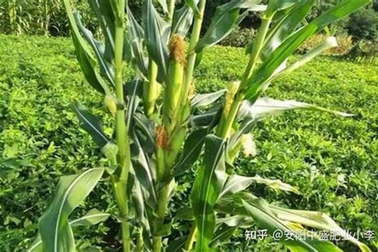 玉米抽穗期施什么肥玉米抽穗期如何施肥