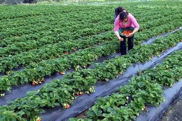 能用来医疗手术 制作肥料 粮食瓜果的保护气 灯泡内充气的是什么气百...