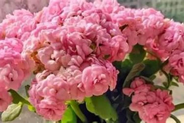 花生麸的作用 花生麸怎么发酵成肥料