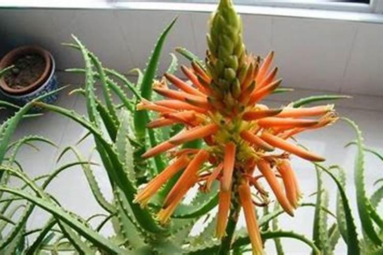 芦荟怎样开花结果