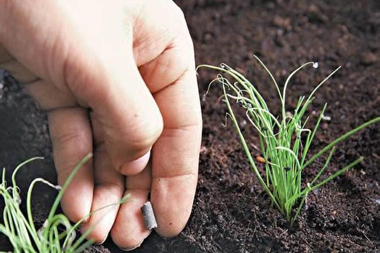 蔬菜为什么要补充钙肥