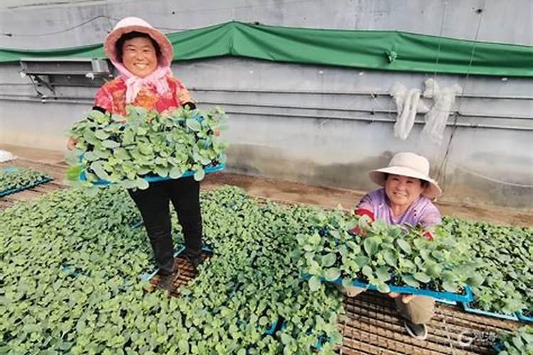 蔬菜追肥用鸡粪好？还是羊粪好呢？
