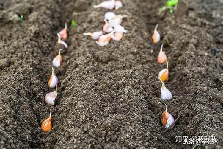 大蒜用啥肥料追肥最好