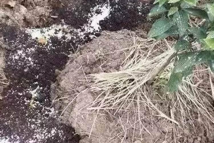 复合肥撒施效果怎么样(复合肥撒施好还是埋施好)