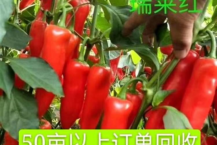 辣椒可以嫁结吗